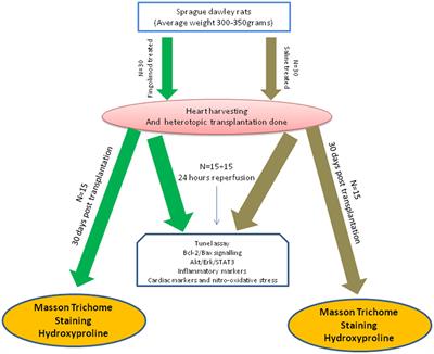 Sphingosine 1-Phosphate Receptor Modulator Fingolimod (FTY720) Attenuates Myocardial Fibrosis in Post-heterotopic Heart Transplantation